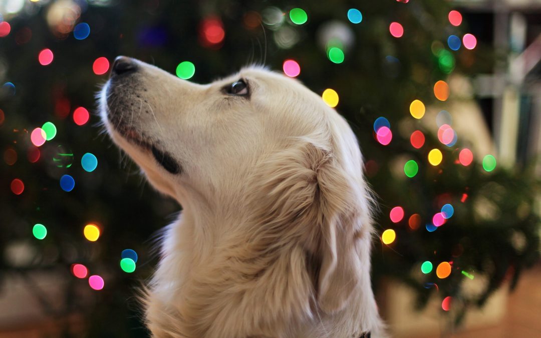 10 Holiday Foods That Are Toxic For Your Dog